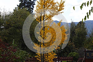 Autumn colors in the leaves of trees in Baisha village, Lijiang, Yunnan, China