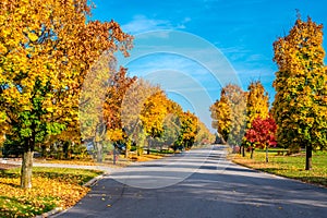 Autumn colors line a street