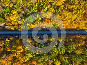 Autumn colors in Lithuania. A path through an Autumn forest.