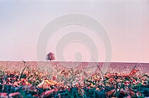 Autumn colors and lonely tree in the Swiss fields and countryside with analogue photography - 6