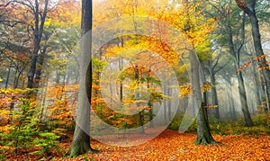 Autumn colors in the misty forest