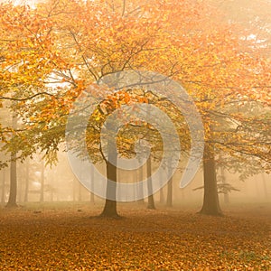 Autumn colors on a misty morning, beautiful trees in the forest in Denmark