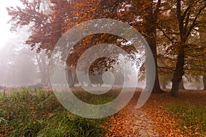 Autumn colors on a misty morning, big trees and path in the forest in Denmark