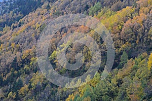 Autumn colors in the mixed forests of Posets-Maladeta Natural Park, Spanish Pyrenees