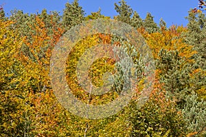 Autumn colors in the mixed mountain forests of the Ordesa-ViÃ±amala Biosphere Reserve, Pyrenees