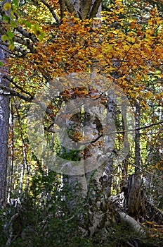 Autumn colors in the mixed mountain forests of the Ordesa-ViÃ±amala Biosphere Reserve, Pyrenees