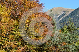 Autumn colors in the mixed mountain forests of the Ordesa-ViÃ±amala Biosphere Reserve, Pyrenees