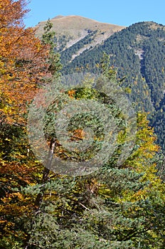 Autumn colors in the mixed mountain forests of the Ordesa-ViÃ±amala Biosphere Reserve, Pyrenees