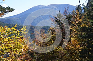 Autumn colors in the mixed mountain forests of the Ordesa-ViÃ±amala Biosphere Reserve, Pyrenees