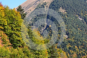 Autumn colors in the mixed mountain forests of the Ordesa-ViÃ±amala Biosphere Reserve, Pyrenees