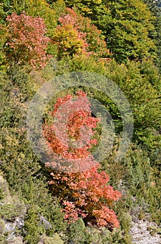 Autumn colors in the mixed mountain forests of the Ordesa-ViÃ±amala Biosphere Reserve, Pyrenees