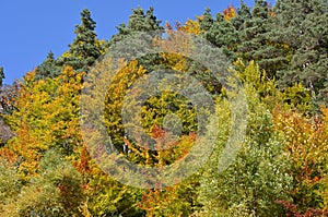 Autumn colors in the mixed mountain forests of the Ordesa-ViÃ±amala Biosphere Reserve, Pyrenees