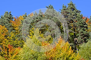 Autumn colors in the mixed mountain forests of the Ordesa-ViÃ±amala Biosphere Reserve, Pyrenees