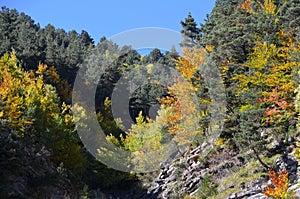 Autumn colors in the mixed mountain forests of the Ordesa-ViÃ±amala Biosphere Reserve, Pyrenees