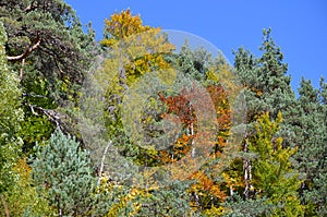 Autumn colors in the mixed mountain forests of the Ordesa-ViÃ±amala Biosphere Reserve, Pyrenees