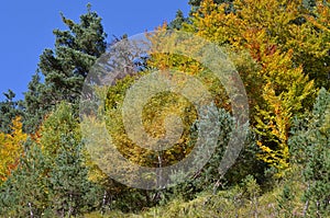 Autumn colors in the mixed mountain forests of the Ordesa-ViÃ±amala Biosphere Reserve, Pyrenees