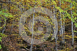 Autumn colors in the mixed mountain forests of the Ordesa-ViÃ±amala Biosphere Reserve, Pyrenees