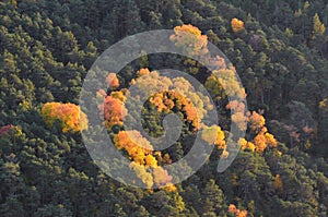 Autumn colors in the mixed mountain forests of the Ordesa-ViÃ±amala Biosphere Reserve, Pyrenees