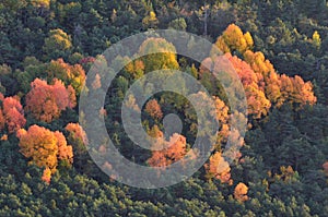 Autumn colors in the mixed mountain forests of the Ordesa-ViÃ±amala Biosphere Reserve, Pyrenees