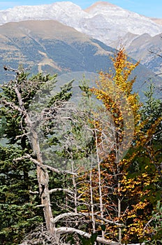 Autumn colors in the mixed mountain forests of the Ordesa-ViÃ±amala Biosphere Reserve, Pyrenees