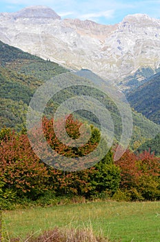 Autumn colors in the mixed mountain forests of the Ordesa-ViÃ±amala Biosphere Reserve, Pyrenees