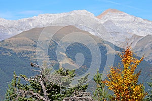 Autumn colors in the mixed mountain forests of the Ordesa-ViÃ±amala Biosphere Reserve, Pyrenees