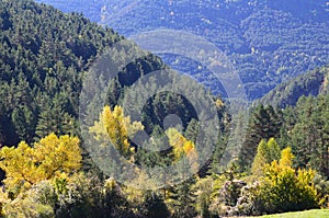 Autumn colors in the mixed mountain forests of the Ordesa-ViÃ±amala Biosphere Reserve, Pyrenees