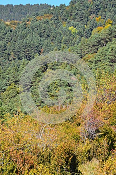 Autumn colors in the mixed mountain forests of the Ordesa-ViÃ±amala Biosphere Reserve, Pyrenees