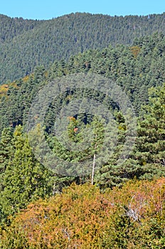 Autumn colors in the mixed mountain forests of the Ordesa-ViÃ±amala Biosphere Reserve, Pyrenees