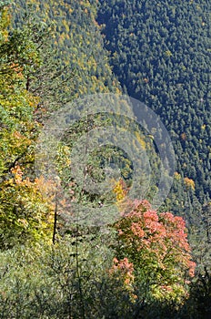 Autumn colors in the mixed mountain forests of the Ordesa-ViÃ±amala Biosphere Reserve, Pyrenees