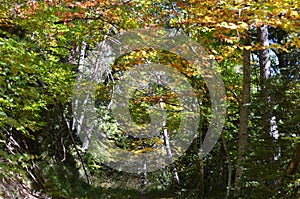 Autumn colors in the mixed mountain forests of the Ordesa-ViÃ±amala Biosphere Reserve, Pyrenees