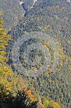 Autumn colors in the mixed mountain forests of the Ordesa-ViÃ±amala Biosphere Reserve, Pyrenees