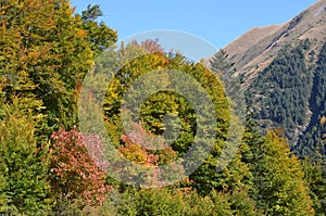 Autumn colors in the mixed mountain forests of the Ordesa-ViÃ±amala Biosphere Reserve, Pyrenees