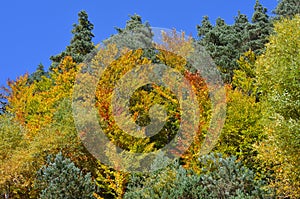 Autumn colors in the mixed mountain forests of the Ordesa-ViÃ±amala Biosphere Reserve, Pyrenees