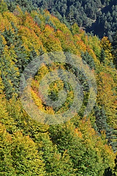 Autumn colors in the mixed mountain forests of the Ordesa-ViÃ±amala Biosphere Reserve, Pyrenees