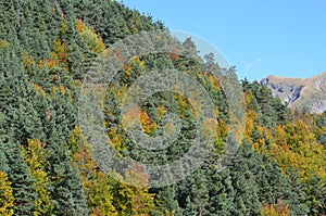 Autumn colors in the mixed mountain forests of the Ordesa-ViÃ±amala Biosphere Reserve, Pyrenees