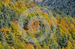 Autumn colors in the mixed mountain forests of the Ordesa-ViÃ±amala Biosphere Reserve, Pyrenees