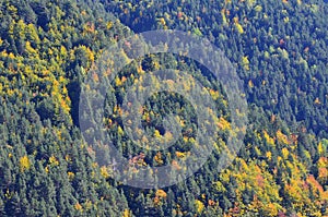 Autumn colors in the mixed mountain forests of the Ordesa-ViÃ±amala Biosphere Reserve, Pyrenees