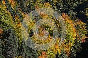 Autumn colors in the mixed mountain forests of the Ordesa-ViÃ±amala Biosphere Reserve, Pyrenees