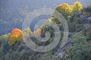 Autumn colors in the mixed mountain forests of the Ordesa-ViÃ±amala Biosphere Reserve, Pyrenees