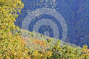 Autumn colors in the mixed mountain forests of the Ordesa-ViÃ±amala Biosphere Reserve, Pyrenees