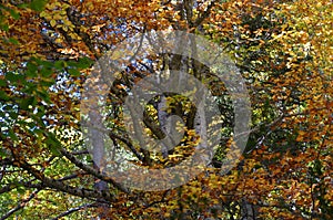 Autumn colors in the mixed mountain forests of the Ordesa-ViÃ±amala Biosphere Reserve, Pyrenees