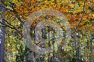 Autumn colors in the mixed mountain forests of the Ordesa-ViÃ±amala Biosphere Reserve, Pyrenees