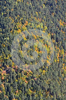 Autumn colors in the mixed mountain forests of the Ordesa-ViÃ±amala Biosphere Reserve, Pyrenees