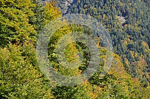 Autumn colors in the mixed mountain forests of the Ordesa-ViÃ±amala Biosphere Reserve, Pyrenees