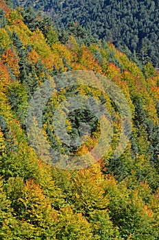 Autumn colors in the mixed mountain forests of the Ordesa-ViÃ±amala Biosphere Reserve, Pyrenees