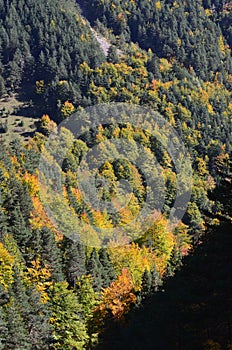 Autumn colors in the mixed mountain forests of the Ordesa-ViÃ±amala Biosphere Reserve, Pyrenees