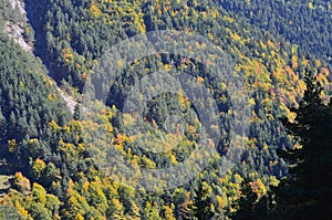 Autumn colors in the mixed mountain forests of the Ordesa-ViÃ±amala Biosphere Reserve, Pyrenees