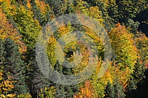 Autumn colors in the mixed mountain forests of the Ordesa-ViÃ±amala Biosphere Reserve, Pyrenees