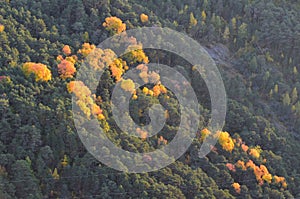 Autumn colors in the mixed mountain forests of the Ordesa-ViÃ±amala Biosphere Reserve, Pyrenees